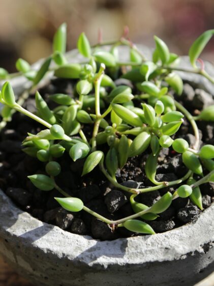 Nahaufnahme einer Senecio radicans Pflanze in einer Betonschale. Das Bild zeigt die langen, hängenden Stängel, die mit kleinen, fleischigen, bananenförmigen Blättern bedeckt sind. Die Blätter sind grün und haben eine leicht gewellte Oberfläche.