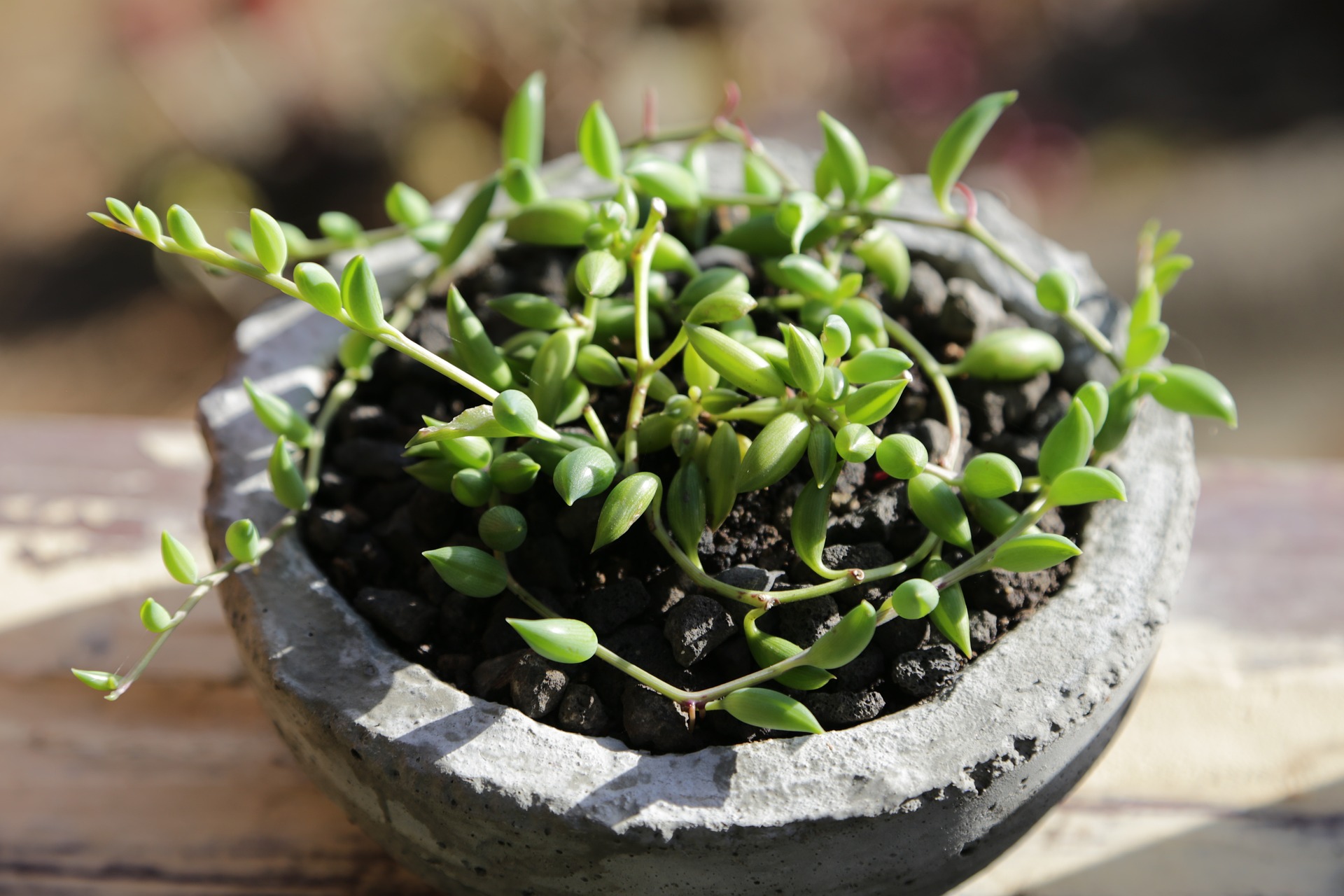Nahaufnahme einer Senecio radicans Pflanze in einer Betonschale. Das Bild zeigt die langen, hängenden Stängel, die mit kleinen, fleischigen, bananenförmigen Blättern bedeckt sind. Die Blätter sind grün und haben eine leicht gewellte Oberfläche.