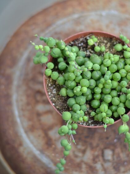 Nahaufnahme einer Senecio rowleyanus Pflanze. Das Bild zeigt die langen, hängenden Stängel, die mit kleinen, kugelförmigen, perlenartigen Blättern bedeckt sind. Die Blätter sind grün und wachsen in regelmäßigen Abständen entlang der Stängel.