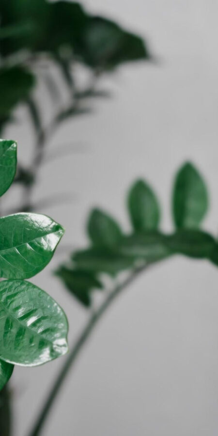 Zamioculcas zamiifolia | Merkmale, Pflege & Vermehrung