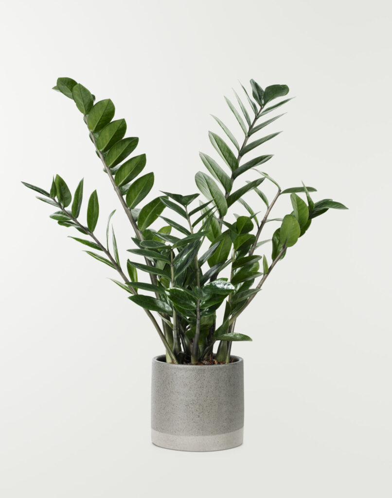 Sukkulenten für schattige Standorte Nahaufnahme einer Zamioculcas zamiifolia Pflanze, auch bekannt als Glücksfeder. Das Bild zeigt die glänzenden, dunkelgrünen Blätter, die in einer gefiederten Anordnung an den aufrecht wachsenden Stängeln sitzen. Die Blätter sind oval und haben eine glatte, wachsartige Oberfläche.