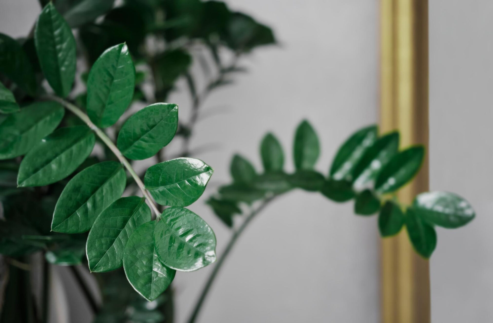 Zamioculcas zamiifolia