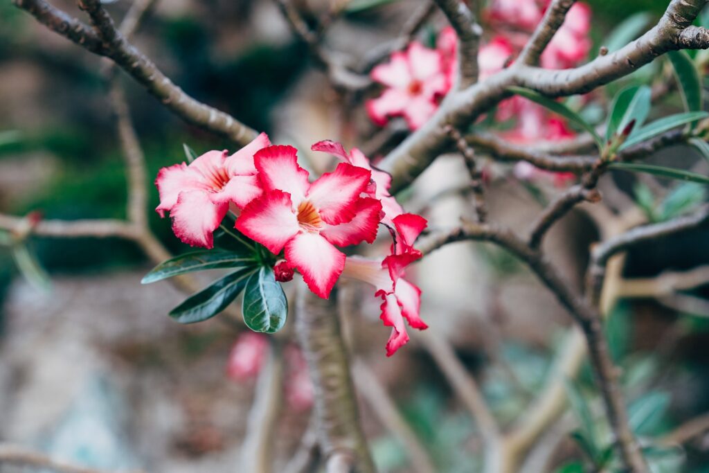 Nahaufnahme einer Adenium obesum Pflanze, auch bekannt als Wüstenrose. Die Pflanze zeigt ihre charakteristischen dicken Stämme und leuchtend rosa Blüten mit einem dunkleren Zentrum.