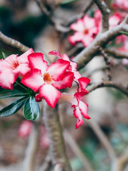 Nahaufnahme einer Adenium obesum Pflanze, auch bekannt als Wüstenrose. Die Pflanze zeigt ihre charakteristischen dicken Stämme und leuchtend rosa Blüten mit einem dunkleren Zentrum.