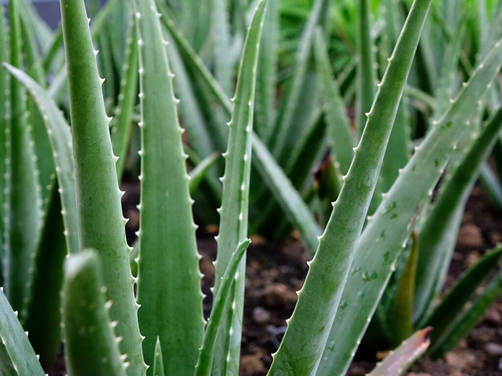 Aloe vera Eine hochauflösende Nahaufnahme einer Aloe Vera-Pflanze, deren saftige grüne Blätter in natürlichem Licht leuchten und eine glatte, dicke Textur aufweisen.