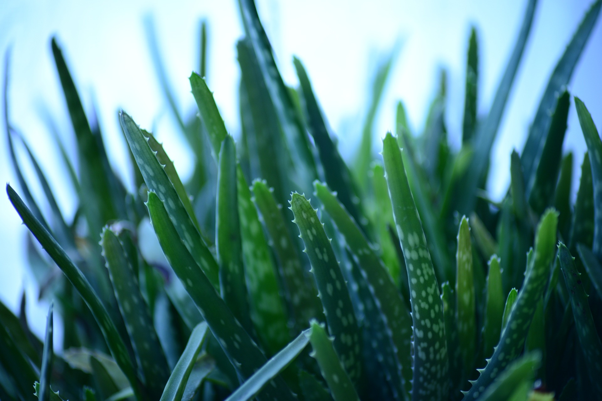 Nahaufnahme einer Aloe vera Pflanze. Das Bild zeigt die Spitzen der dicken, fleischigen Blätter, die von einer Rosette ausgehen. Die Blätter sind grün mit leicht gezackten Rändern und weisen eine glatte Oberfläche auf.