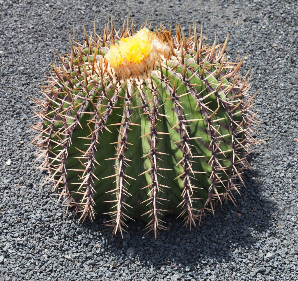 Dieses Bild zeigt einen Echinocactus platyacanthus. Der Kaktus hat eine kugelförmige Struktur mit ausgeprägten Rippen und zahlreichen langen, robusten Stacheln, die von der Oberfläche abstehen. Auf der Spitze des Kaktus befindet sich eine auffällige gelbe Blüte. Der Kaktus wächst auf einem Untergrund aus feinem, dunklem Gestein.
