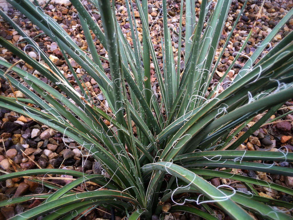 Hesperaloe parviflora Das Bild zeigt eine Hesperaloe parviflora. Die Pflanze hat lange, schmale, grüne Blätter, die aus einer zentralen Rosette wachsen und sich nach außen hin ausbreiten. Die Blätter sind glatt und hart, mit einer dunkelgrünen Farbe und gelegentlichen helleren Streifen entlang der Mitte. Ein auffälliges Merkmal der Hesperaloe parviflora sind die dünnen, weißen Fäden, die sich entlang der Blattränder kräuseln und abstehen. Diese Fäden verleihen der Pflanze ein einzigartiges und dekoratives Aussehen. Der Boden um die Pflanze ist mit kleinen, bunten Kieselsteinen bedeckt.