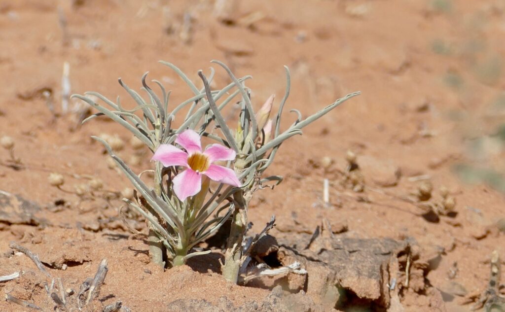Adenium oleifolium mit schmalen Blättern und kleinen rosa-weißen Blüten. Die Pflanze stammt aus Südafrika, Botswana und Namibia und wird von den San für medizinische Zwecke genutzt.