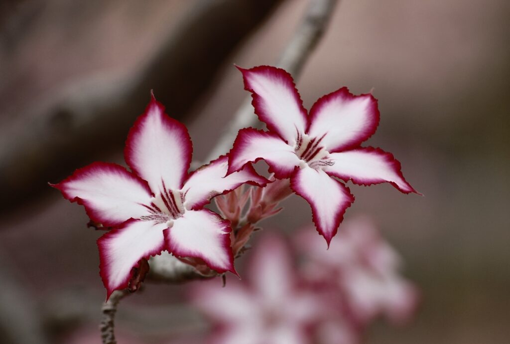 Adenium multiflorum, oft "Sabi-Stern" genannt, zeigt seine reichblühenden Blütenstände in Weiß und Rosa mit kontrastierenden Rändern.