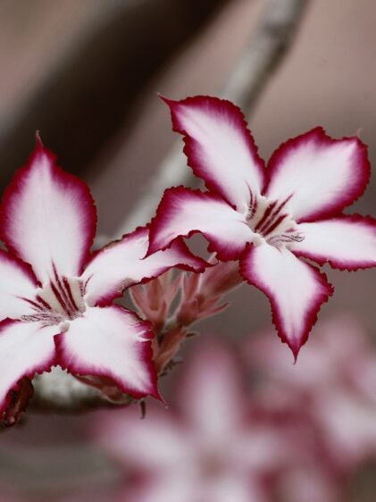 Adenium multiflorum, oft "Sabi-Stern" genannt, zeigt seine reichblühenden Blütenstände in Weiß und Rosa mit kontrastierenden Rändern.