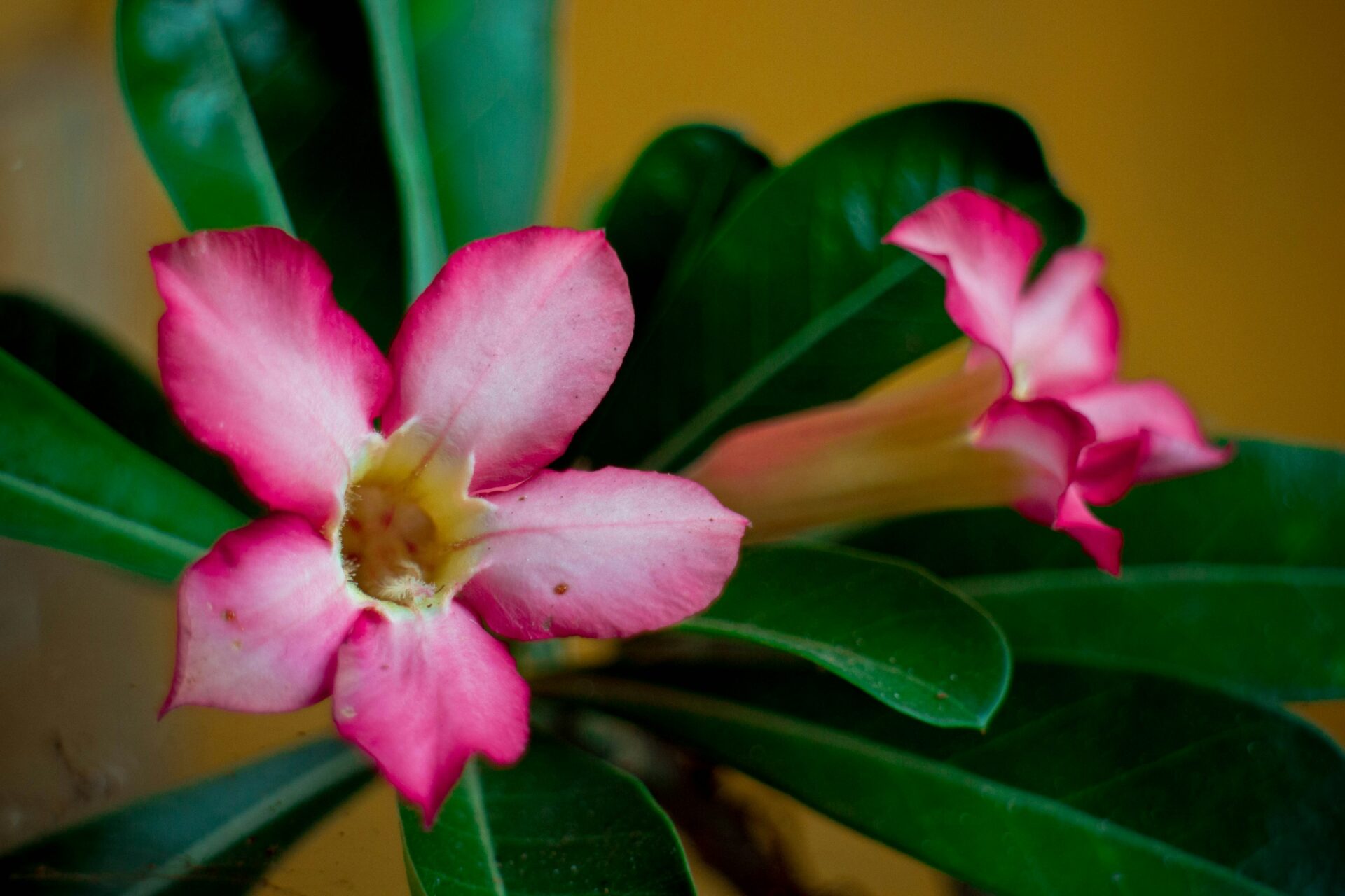 Nahaufnahme einer Adenium obesum Pflanze. Das Bild zeigt die charakteristischen leuchtend rosa Blüten mit gelben Zentren.
