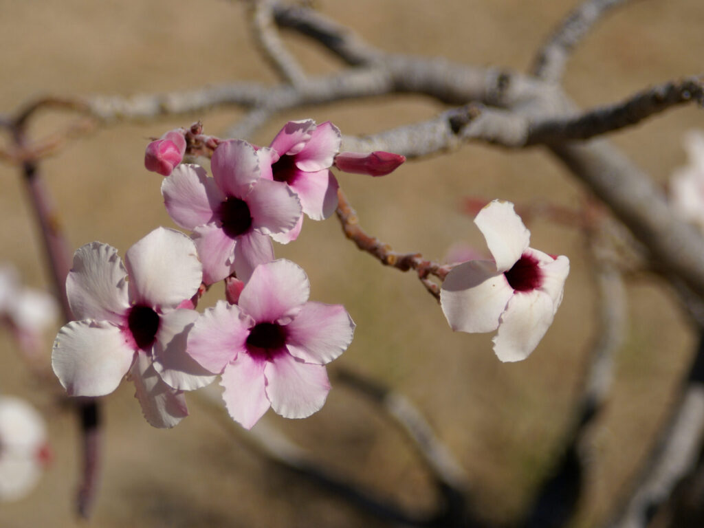 Eine Adenium boehmianum Pflanze mit dicken, skulpturalen Caudices und rosa-violetten Blüten. Diese Art ist hauptsächlich in Namibia und Angola heimisch.