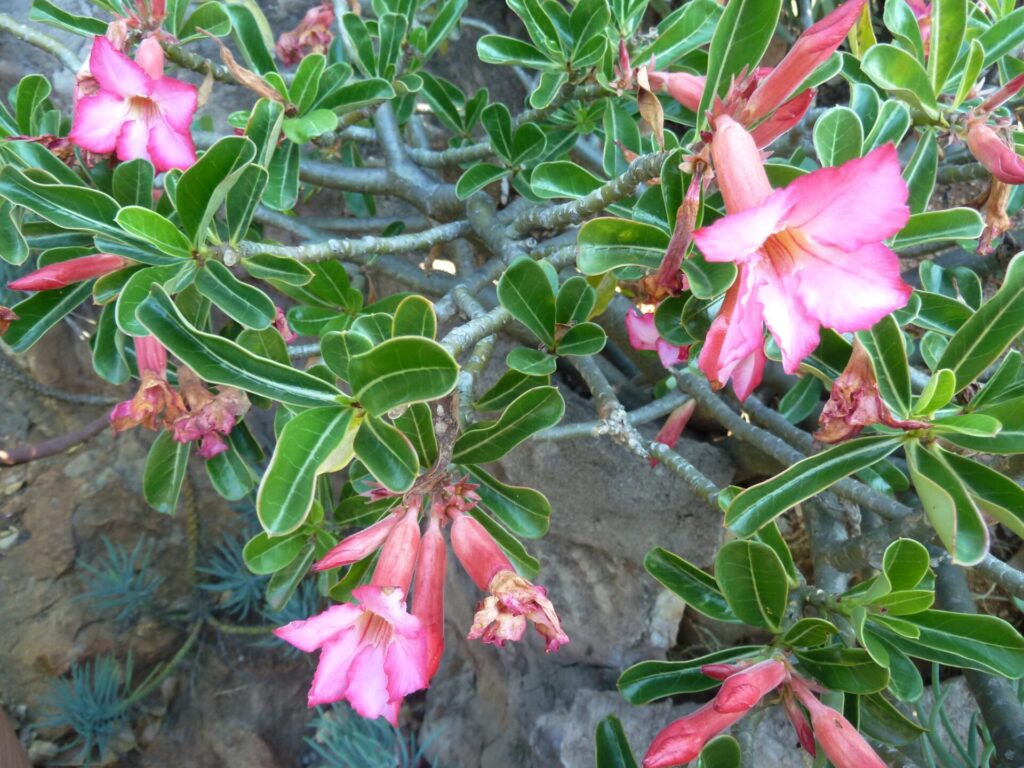 Eine kompakte Adenium swazicum Pflanze mit zahlreichen rosa bis purpurfarbenen Blüten. Diese Art eignet sich gut für die Kultivierung in Containern und ist in den östlichen Regionen Südafrikas beheimatet.