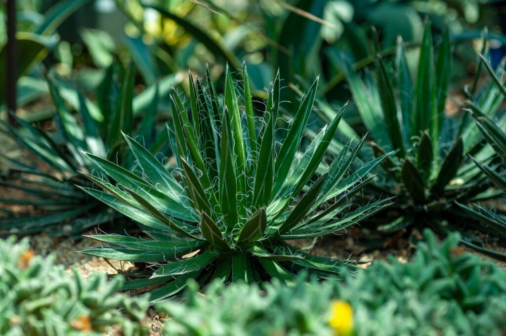 Nahaufnahme einer Agave Pflanze, die große, fleischige Blätter in einer Rosettenform zeigt. Die Blätter sind grünlich-blau mit spitzen Enden und gezackten Rändern.
