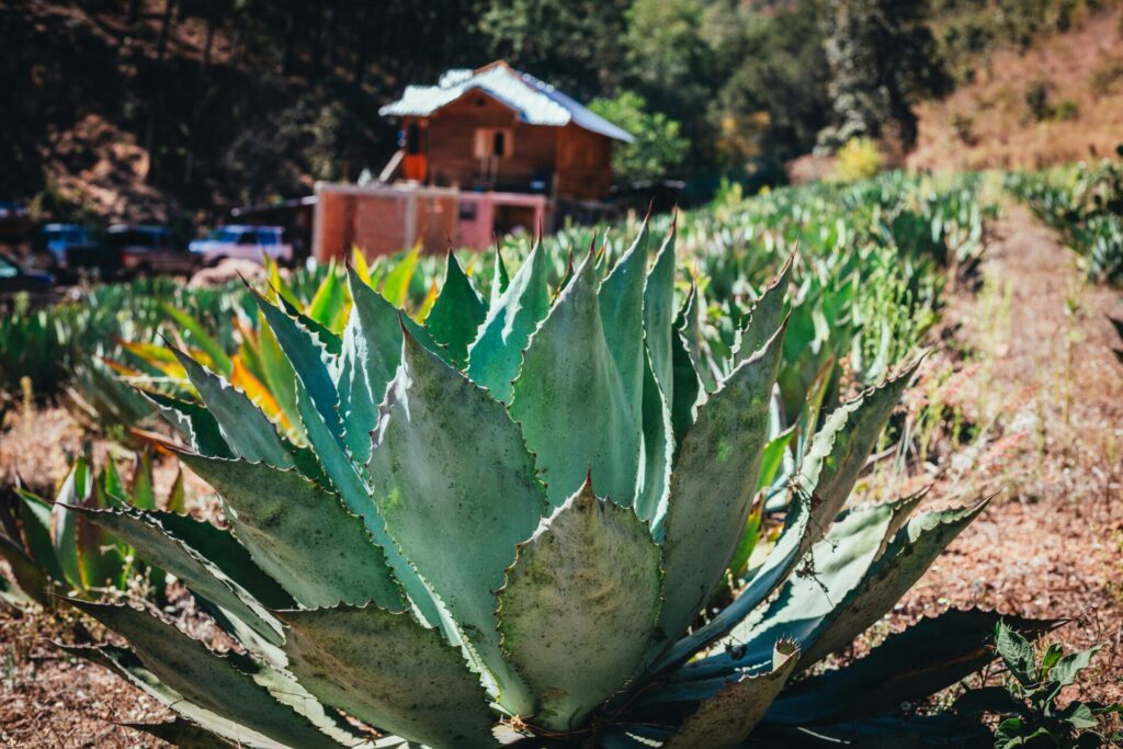 Xerophyten Ein weites Feld voller Agavenpflanzen, die in gleichmäßigen Reihen angeordnet sind. Die Pflanzen haben große, spitze Blätter, die eine Rosettenform bilden und in verschiedenen Grüntönen erscheinen. Im Hintergrund ist eine hügelige Landschaft zu sehen, die dem Feld eine natürliche Kulisse verleiht.