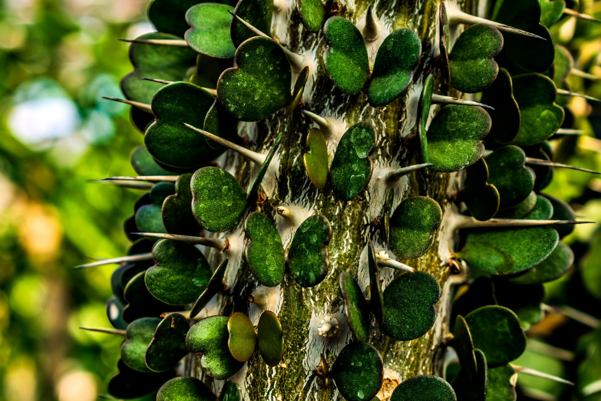 Das Bild zeigt eine Nahaufnahme des Stamms einer Alluaudia, auch bekannt als Madagaskar-Dornstrauch. Diese Pflanze hat einen charakteristischen Stamm, der mit dichten, ovalen bis herzförmigen grünen Blättern und langen, scharfen Dornen bedeckt ist. Die Blätter sind in kleinen Clustern entlang des Stamms angeordnet und haben eine glänzende, ledrige Textur. Die Dornen sind weiß bis hellgrau und ragen in regelmäßigen Abständen aus dem Stamm heraus. Der Stamm selbst ist rau und verholzt, mit einer grünlich-grauen Färbung und feinen Rissen in der Rinde. Der Hintergrund ist unscharf, zeigt aber eine grüne, natürliche Umgebung
