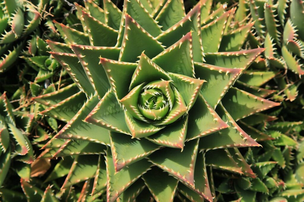 Das Bild zeigt eine Nahaufnahme einer Aloe × Nobilis, auch bekannt als Edle Aloe. Die Pflanze hat eine charakteristische Rosettenform mit vielen dreieckigen, spitzen Blättern, die sich symmetrisch von der Mitte nach außen erstrecken. Die Blätter sind grün mit rötlich-braunen Spitzen und haben entlang ihrer Ränder kleine, helle Zähne. Die Struktur der Blätter und ihre Anordnung erzeugen ein auffälliges, geometrisches Muster. Der Hintergrund besteht aus weiteren ähnlichen Pflanzen,