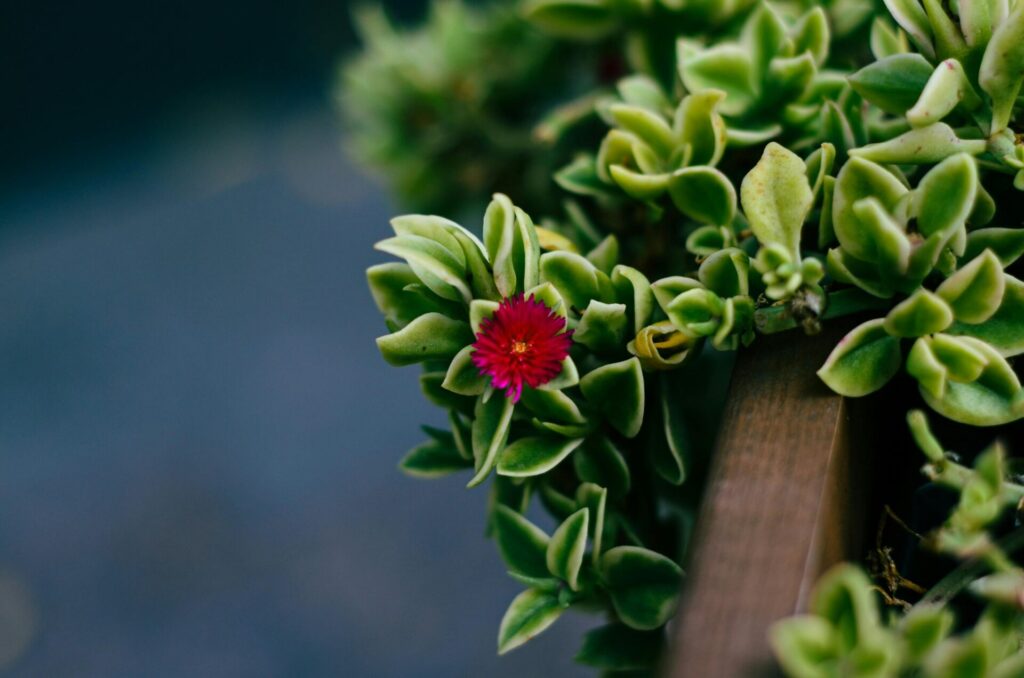 Aptenia cordifolia Das Bild zeigt eine Nahaufnahme einer Aptenia cordifolia. Die Sukkulente hat dicke, fleischige Blätter, die herzförmig und leicht behaart sind. Die Blätter sind lebhaft grün und dicht angeordnet, was der Pflanze ein üppiges und gesundes Aussehen verleiht. In der Mitte des Bildes ist eine auffällige, kleine Blüte zu sehen. Die Blüte ist intensiv pink bis purpurfarben und hat viele schmale, strahlenförmig angeordnete Blütenblätter. Der Hintergrund ist unscharf.