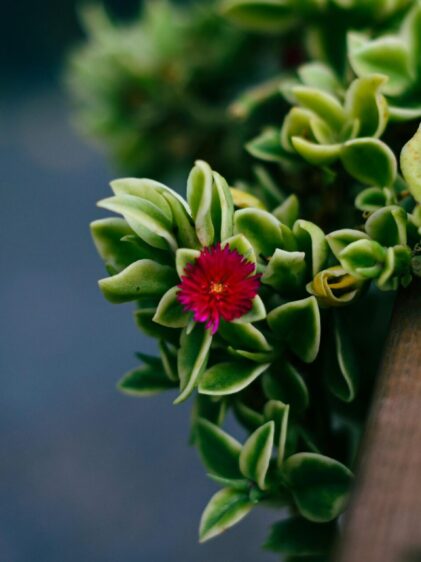Das Bild zeigt eine Nahaufnahme einer Aptenia cordifolia. Die Sukkulente hat dicke, fleischige Blätter, die herzförmig und leicht behaart sind. Die Blätter sind lebhaft grün und dicht angeordnet, was der Pflanze ein üppiges und gesundes Aussehen verleiht. In der Mitte des Bildes ist eine auffällige, kleine Blüte zu sehen. Die Blüte ist intensiv pink bis purpurfarben und hat viele schmale, strahlenförmig angeordnete Blütenblätter. Der Hintergrund ist unscharf.