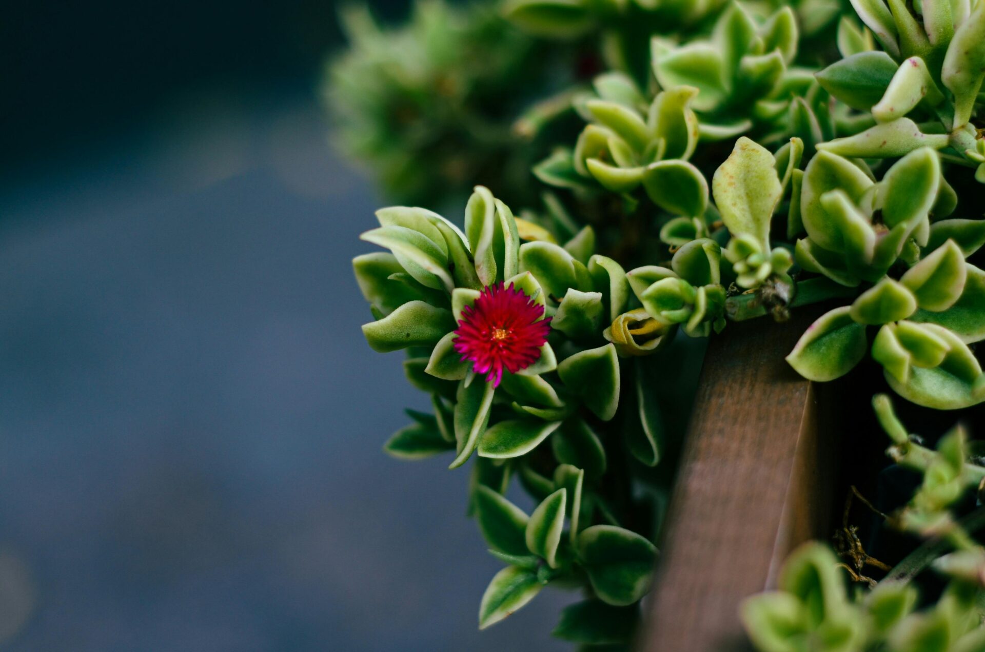 Das Bild zeigt eine Nahaufnahme einer Aptenia cordifolia. Die Sukkulente hat dicke, fleischige Blätter, die herzförmig und leicht behaart sind. Die Blätter sind lebhaft grün und dicht angeordnet, was der Pflanze ein üppiges und gesundes Aussehen verleiht. In der Mitte des Bildes ist eine auffällige, kleine Blüte zu sehen. Die Blüte ist intensiv pink bis purpurfarben und hat viele schmale, strahlenförmig angeordnete Blütenblätter. Der Hintergrund ist unscharf.