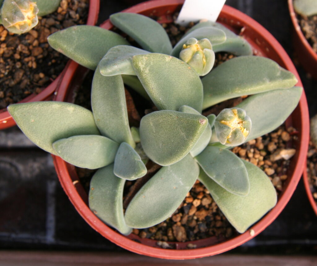 Deilanthe peersii Das Bild zeigt eine Deilanthe peersii, eine kleine Sukkulente, die für ihre dicken, fleischigen Blätter bekannt ist. Die Pflanze wächst in einem kleinen, runden Blumentopf, der mit grobkörnigem Substrat gefüllt ist. Die Blätter der Deilanthe peersii sind graugrün und haben eine glatte, fast samtige Textur. Sie sind dicht aneinander angeordnet und bilden eine kompakte Rosette. Die Blätter sind dreieckig bis lanzettlich geformt und leicht nach oben gebogen. In der Mitte der Rosette sind einige Knospen zu sehen, die kurz vor dem Aufblühen stehen. Die Knospen sind rundlich und haben eine gelbe Farbe. Die Umgebung der Pflanze ist gepflegt, und im Hintergrund sind weitere Töpfe mit ähnlichen Sukkulenten zu sehen.