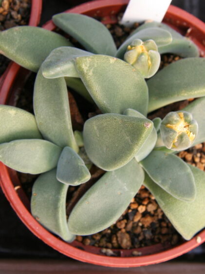Das Bild zeigt eine Deilanthe peersii, eine kleine Sukkulente, die für ihre dicken, fleischigen Blätter bekannt ist. Die Pflanze wächst in einem kleinen, runden Blumentopf, der mit grobkörnigem Substrat gefüllt ist. Die Blätter der Deilanthe peersii sind graugrün und haben eine glatte, fast samtige Textur. Sie sind dicht aneinander angeordnet und bilden eine kompakte Rosette. Die Blätter sind dreieckig bis lanzettlich geformt und leicht nach oben gebogen. In der Mitte der Rosette sind einige Knospen zu sehen, die kurz vor dem Aufblühen stehen. Die Knospen sind rundlich und haben eine gelbe Farbe. Die Umgebung der Pflanze ist gepflegt, und im Hintergrund sind weitere Töpfe mit ähnlichen Sukkulenten zu sehen.