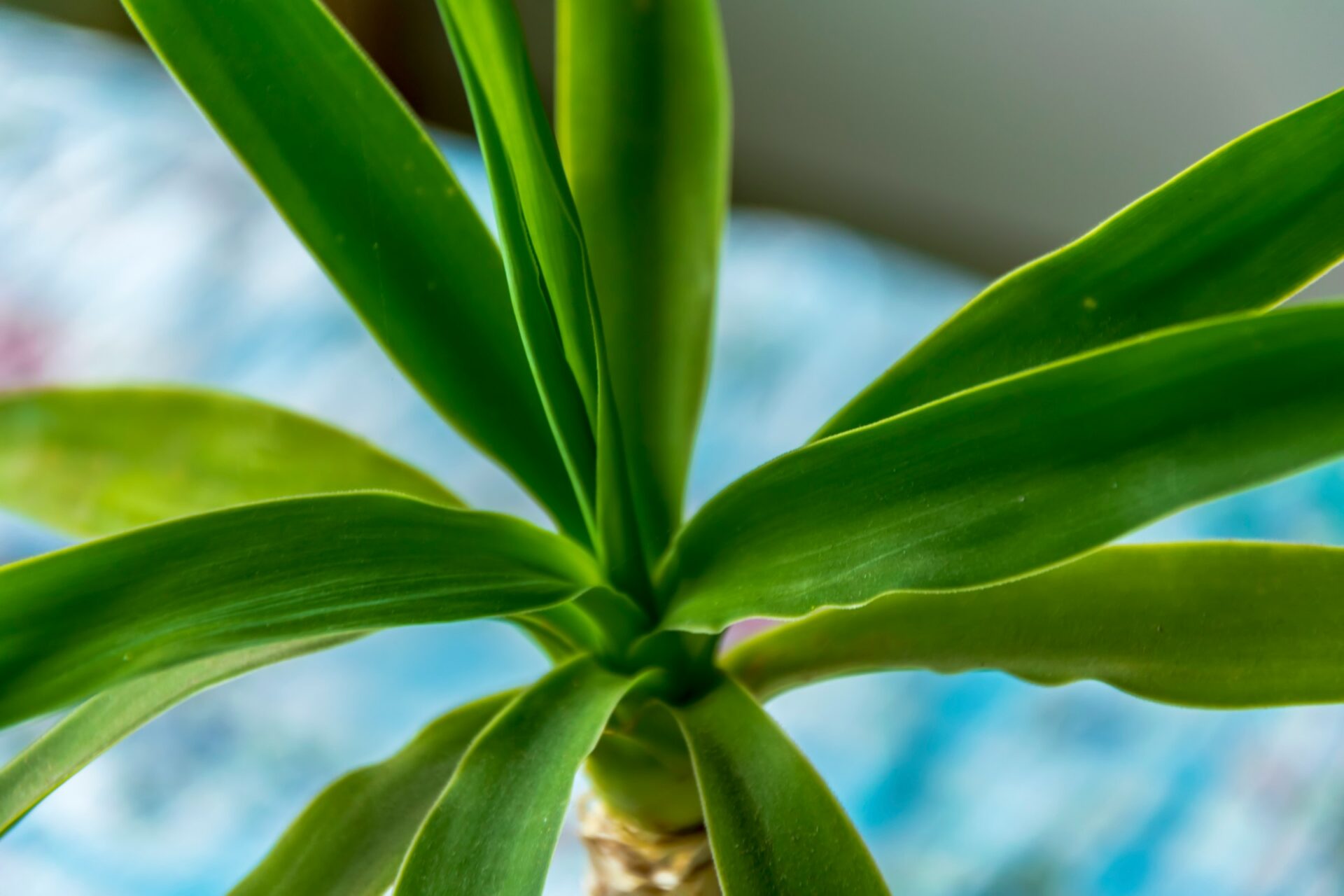 Albuca unifoliata Nahaufnahme einer Dracaena-Pflanze. Die Pflanze hat lange, schmale, glänzend grüne Blätter, die von einem zentralen Punkt aus wachsen. Der Hintergrund ist unscharf und zeigt verschwommene Blautöne
