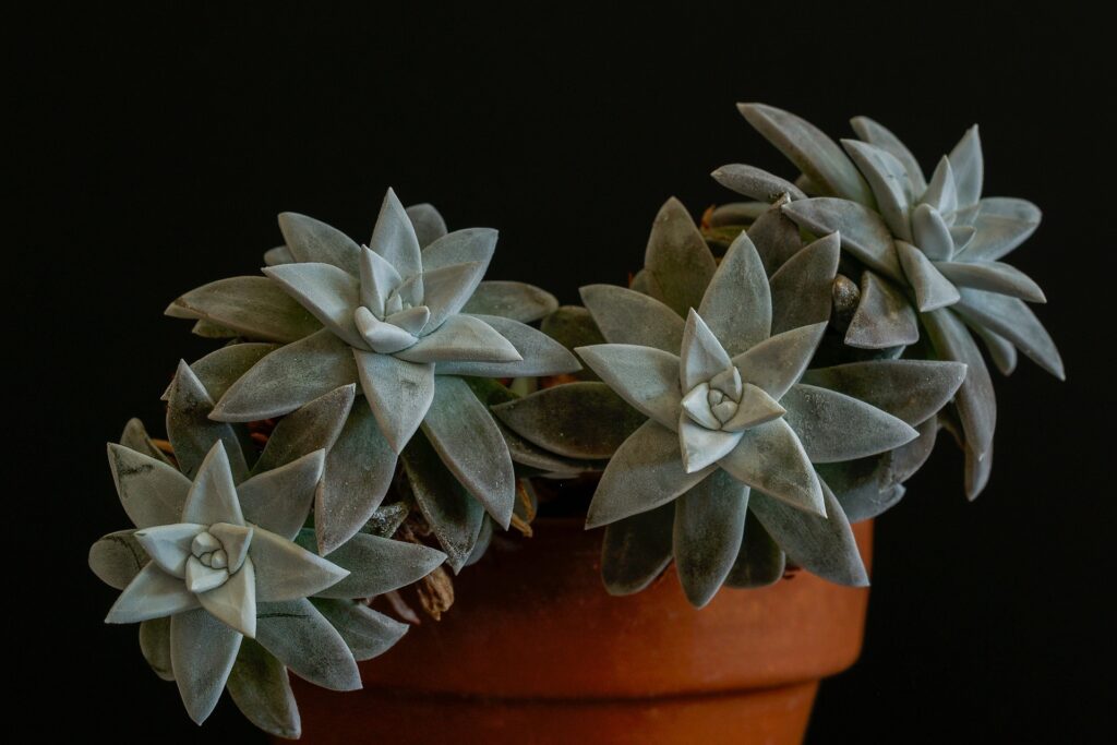 Das Bild zeigt eine Dudleya, eine Gattung sukkulenter Pflanzen, die typischerweise in Mexiko und im südlichen Kalifornien vorkommt. Diese Pflanze ist für ihre rosettenförmige Struktur bekannt, die dichte, symmetrisch angeordnete Blätter aufweist. Die Blätter sind dick und fleischig, mit einer leicht grauen oder bläulichen Tönung, die durch eine schützende Wachsschicht verursacht wird. Die Pflanze sitzt in einem einfachen Terrakotta-Topf vor einem dunklen Hintergrund