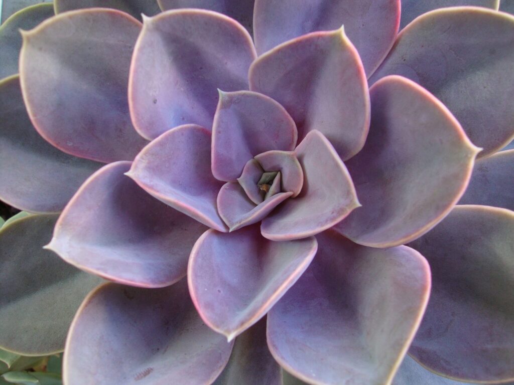Das Bild zeigt eine Nahaufnahme einer Echeveria 'Perle von Nürnberg'. Diese Sukkulente hat eine wunderschöne Rosettenform mit fleischigen, leicht gewellten Blättern, die in einem zarten Lavendel- bis Rosa-Ton gefärbt sind. Die Blattränder sind leicht rötlich, was einen schönen Kontrast zu den ansonsten pastellfarbenen Blättern bildet. Die Pflanze sieht gesund und gut gepflegt aus, und ihre symmetrische Anordnung der Blätter erzeugt ein ästhetisch ansprechendes Muster. Der Hintergrund ist unscharf