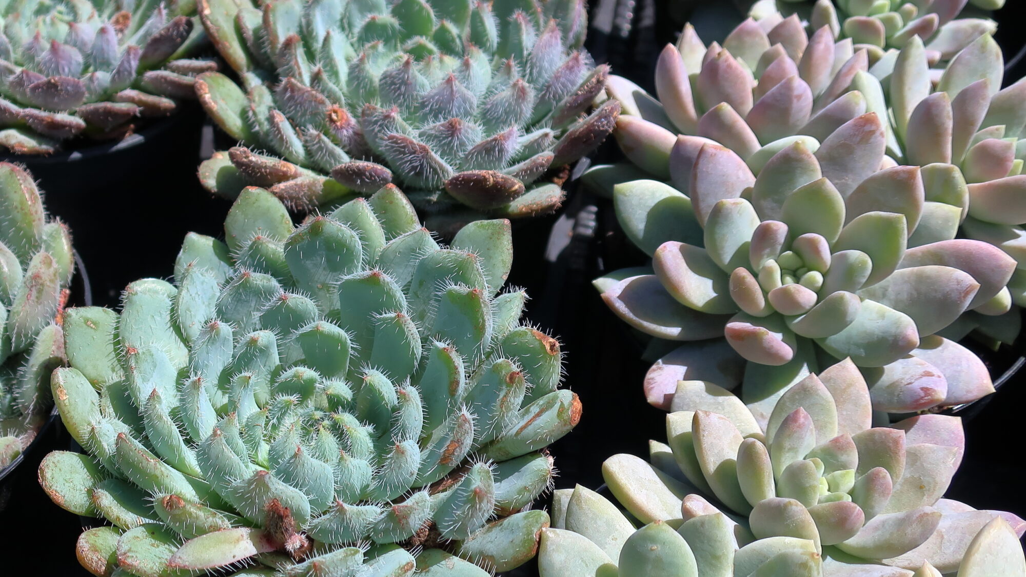 Das Bild zeigt zwei verschiedene Sukkulentenarten. Auf der linken Seite sind Echeveria setosa var. deminuta zu sehen, die durch ihre kleinen, dicht mit Haaren bedeckten Blätter auffallen. Die Pflanzen bilden kompakte Rosetten. Auf der rechten Seite sind Sedeveria 'Lilac Mist' zu sehen, deren Blätter glatter und fleischiger sind und leicht rosa und lilafarbene Schattierungen aufweisen. Beide Pflanzen befinden sich in kleinen Töpfen und scheinen in einem Garten oder einer Gärtnerei platziert zu sein.