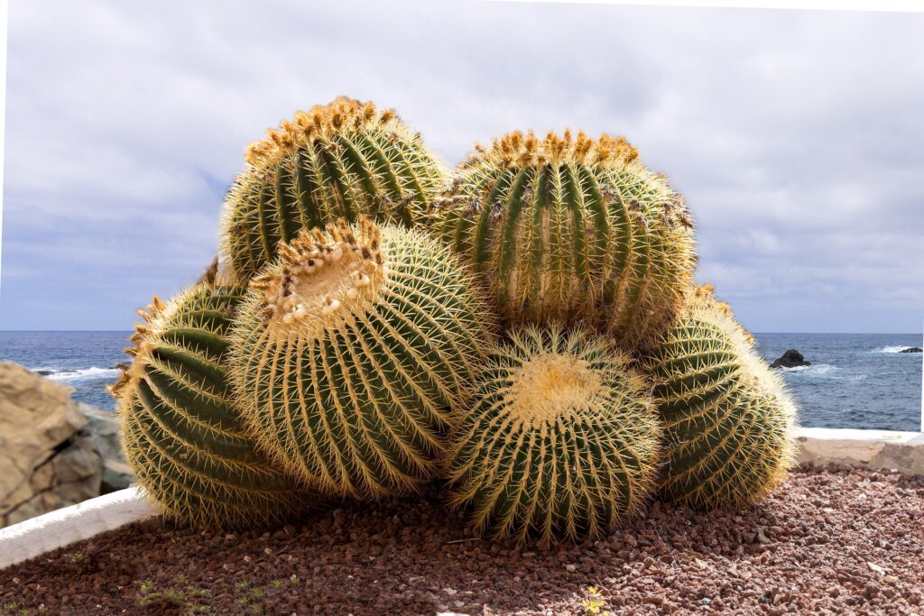 Dieses Bild zeigt eine Gruppe von Echinocactus grusonii. Die Kakteen haben eine runde, kugelförmige Struktur mit ausgeprägten Rippen und sind mit vielen langen, gelben Stacheln bedeckt.Im Vordergrund sind mehrere dieser Kakteen zu sehen, die in einer wüstenartigen, felsigen Umgebung wachsen. Im Hintergrund erstreckt sich ein Meer unter einem bewölkten Himmel.