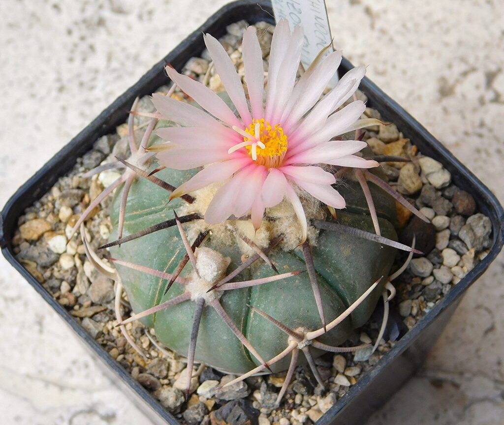 Dieses Bild zeigt einen Echinocactus horizonthalonius. Der Kaktus hat eine kugelförmige Struktur mit ausgeprägten Rippen und langen, gebogenen Stacheln, die von der Oberfläche abstehen. In der Mitte des Kaktus befindet sich eine große Blüte mit rosa Blütenblättern und einem gelben Zentrum, das aus vielen Staubblättern besteht. Der Kaktus wächst in einem Topf, der mit kleinen Steinen gefüllt ist.