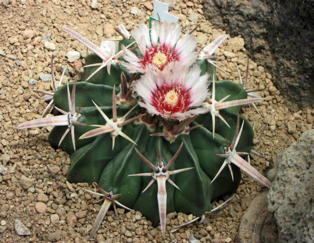 Dieses Bild zeigt einen Echinocactus texensis. Der Kaktus hat eine abgeflachte, runde Form mit großen, geraden Stacheln, die nach außen ragen. In der Mitte blühen zwei auffällige Blumen mit weißen und roten Blütenblättern sowie gelben Staubblättern. Der Kaktus steht in einer wüstenartigen, felsigen Umgebung.