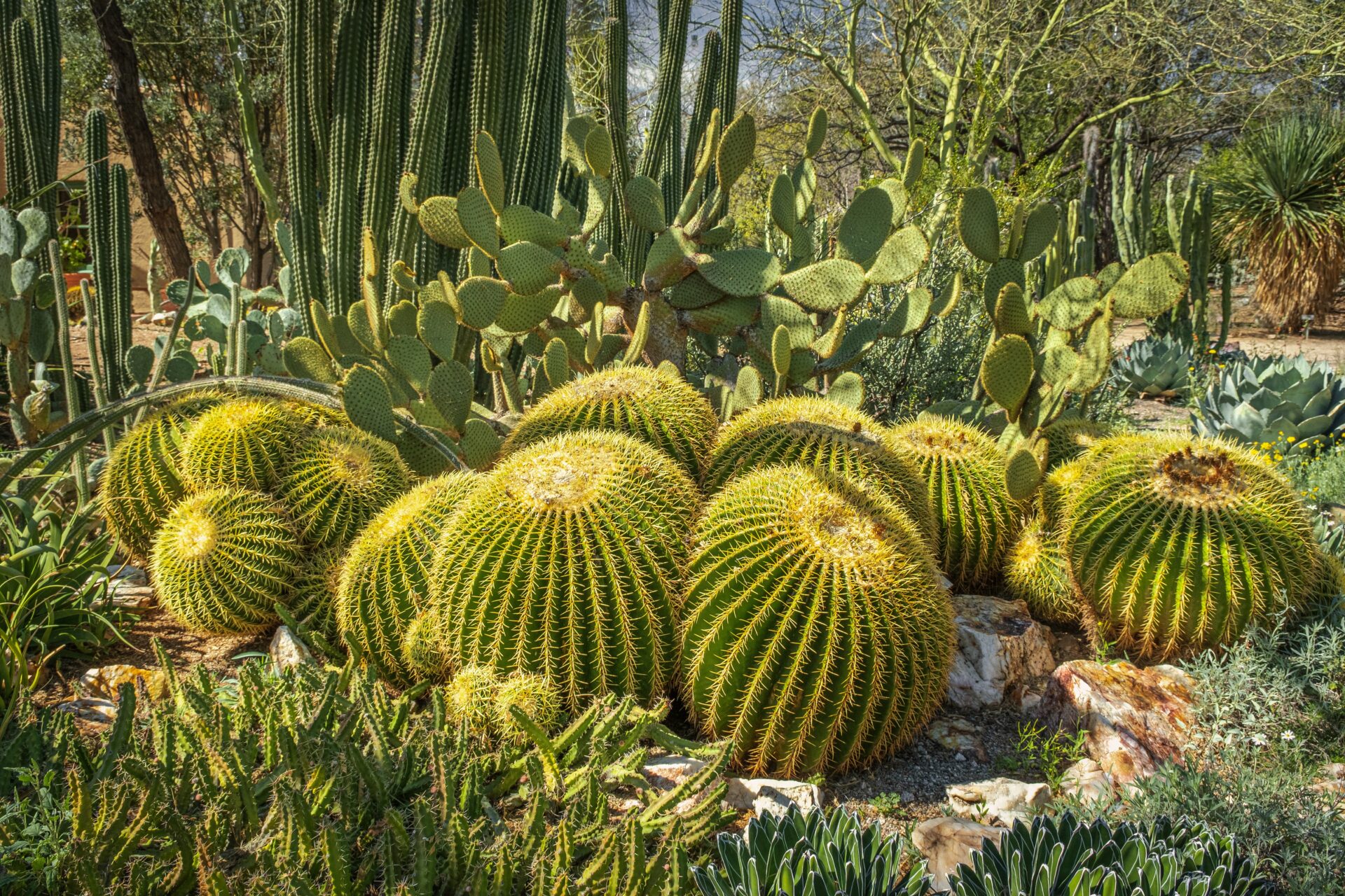 Dieses Bild zeigt eine Gruppe von Echinocactus grusonii in einem Garten mit verschiedenen Kakteenarten. Diese Kakteen haben eine kugelförmige Struktur mit ausgeprägten Rippen und sind mit vielen langen, gelben Stacheln bedeckt. Im Vordergrund sind die Goldkugelkakteen zu sehen, die dicht beieinander wachsen und eine leuchtend gelbe Farbe haben. Im Hintergrund befinden sich weitere Kakteensorten wie Opuntien (Feigenkakteen) mit flachen, paddelförmigen Gliedern und hohe, säulenartige Kakteen, die das Bild vertikal strukturieren. Die Umgebung ist eine typische Wüstenlandschaft mit sandigem Boden und vereinzelten Steinen, umgeben von verschiedenen sukkulenten Pflanzen.
