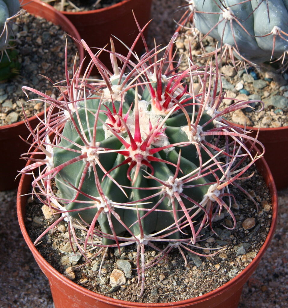 Dieses Bild zeigt einen Echinocactus parryi. Der Kaktus hat eine kugelförmige Struktur mit ausgeprägten Rippen und auffälligen, langen Stacheln. Die Stacheln haben eine leuchtend rote bis rosa Farbe und krümmen und verzweigen sich in verschiedene Richtungen. Der Kaktus wächst in einem Topf mit kiesigem Substrat. Im Hintergrund sind weitere Töpfe mit ähnlichen Kakteen zu sehen.