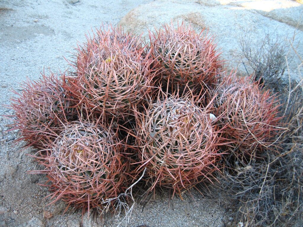 Dieses Bild zeigt eine Gruppe von Echinocactus polycephalus. Die Kakteen haben eine kugelförmige Struktur und sind durch eine Vielzahl von dichten, langen und kräftigen Stacheln gekennzeichnet, die eine rötliche bis bräunliche Farbe haben. Die Kakteen wachsen in einer wüstenartigen Umgebung mit sandigem Boden und ein paar trockenen Sträuchern im Hintergrund. Die Gruppe von Kakteen wirkt dicht und kompakt, was typisch für diese Art ist, da sie oft in Clustern wächst.