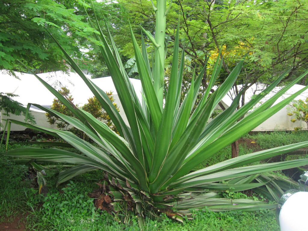 Furcraea foetida Das Bild zeigt eine große Furcraea foetida die in einem üppigen Garten wächst. Die Pflanze hat lange, schmale, schwertartige Blätter, die aus einer zentralen Rosette herauswachsen und sich in alle Richtungen ausbreiten. Die Blätter sind dunkelgrün mit helleren Rändern und einer glatten, leicht glänzenden Oberfläche. Die Pflanze steht in einem grünen, bewachsenen Bereich, umgeben von anderen Pflanzen und Bäumen. Im Hintergrund ist eine weiße Wand zu sehen, die einen Teil des Gartens abgrenzt. Die Umgebung wirkt tropisch und dicht bewachsen.