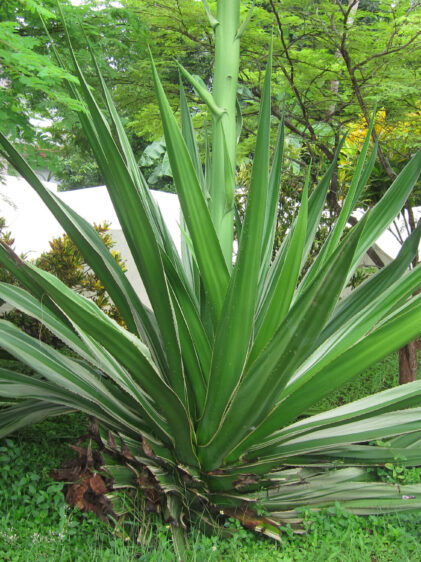 Das Bild zeigt eine große Furcraea foetida die in einem üppigen Garten wächst. Die Pflanze hat lange, schmale, schwertartige Blätter, die aus einer zentralen Rosette herauswachsen und sich in alle Richtungen ausbreiten. Die Blätter sind dunkelgrün mit helleren Rändern und einer glatten, leicht glänzenden Oberfläche. Die Pflanze steht in einem grünen, bewachsenen Bereich, umgeben von anderen Pflanzen und Bäumen. Im Hintergrund ist eine weiße Wand zu sehen, die einen Teil des Gartens abgrenzt. Die Umgebung wirkt tropisch und dicht bewachsen.