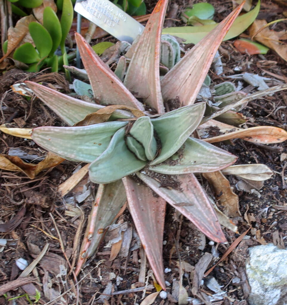 Das Bild zeigt eine Gasteraloe 'Green Ice' Pflanze, die auf dem Boden wächst. Die Pflanze hat dicke, fleischige Blätter, die in einer Rosettenform angeordnet sind. Die Blätter sind grün mit rötlich-braunen Rändern und zeigen eine leichte Streifenmusterung. Einige Blätter sind verwelkt oder trocken, was auf ältere Blätter oder Umweltstress hinweisen könnte. Der Boden ist mit Laub und organischem Material bedeckt, und im Hintergrund sind weitere Pflanzen zu sehen. Ein kleines Schild mit der Aufschrift "Gasteraloe Green Ice" ist in der Nähe der Pflanze sichtbar