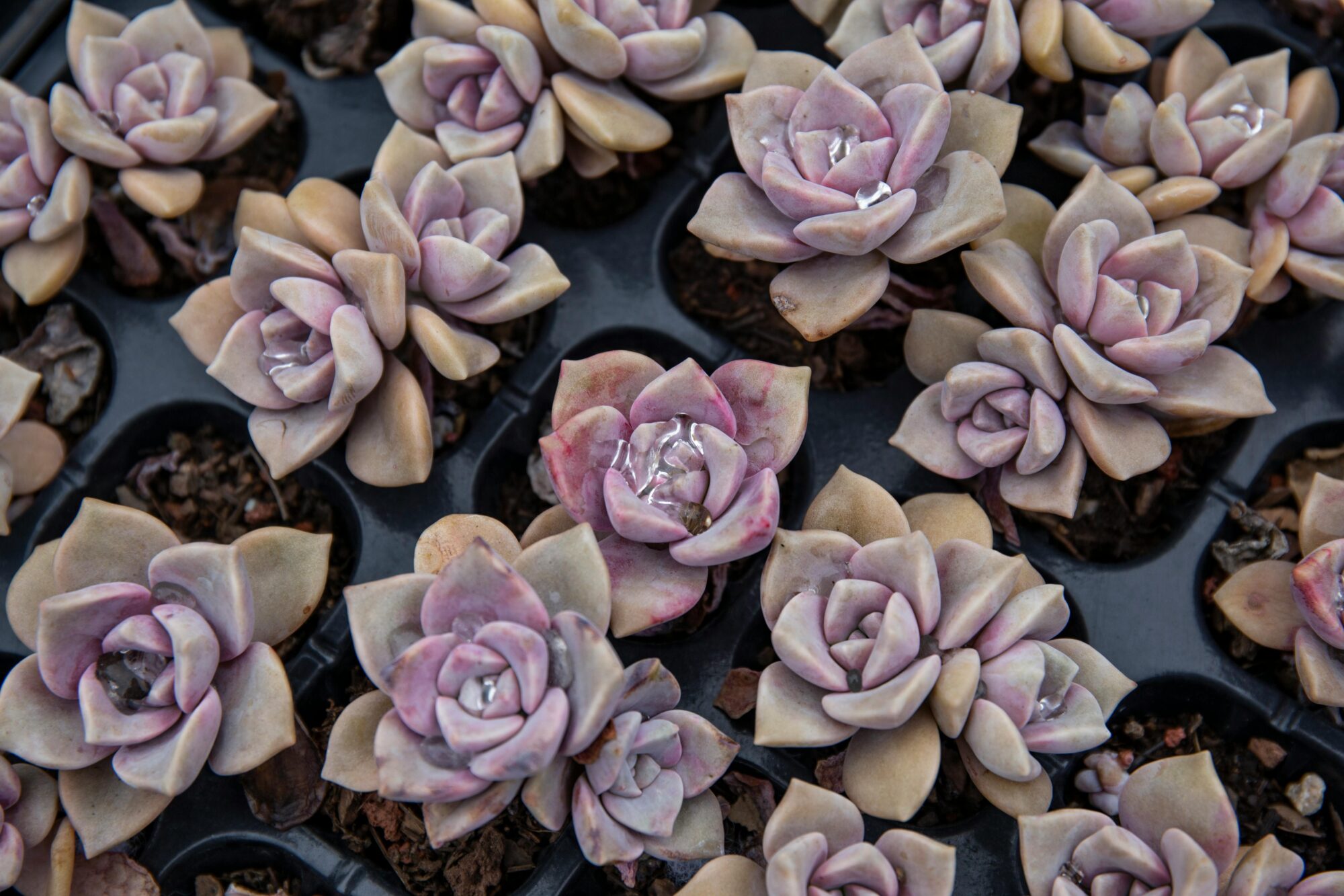 Das Bild zeigt mehrere Exemplare von Graptoveria bainesii, einer Hybridsukkulente, die in einem Setzlingstablett angeordnet sind. Die Pflanzen haben kompakte Rosettenformen mit dickfleischigen, leicht gewellten Blättern. Die Blätter sind in verschiedenen Farbtönen von Lavendel, Rosa und Beige gefärbt, was ihnen ein einzigartiges und ansprechendes Aussehen verleiht. Einige Blätter haben leicht durchscheinende Wassertröpfchen, was auf eine kürzliche Bewässerung hindeutet. Die Setzlinge befinden sich in kleinen Fächern, die mit Erde gefüllt sind