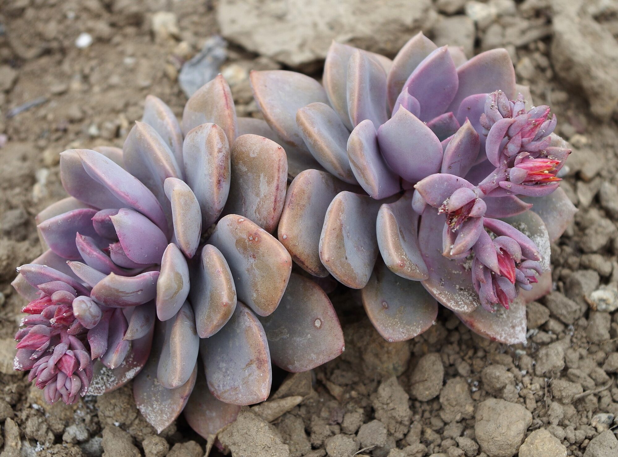 Das Bild zeigt eine Graptoveria 'Debbi', eine Sukkulente mit dicken, lavendelfarbenen Blättern in Rosettenform. Die Pflanze hat Blütenstiele mit rosa Knospen und wächst auf trockenem, steinigem Boden.