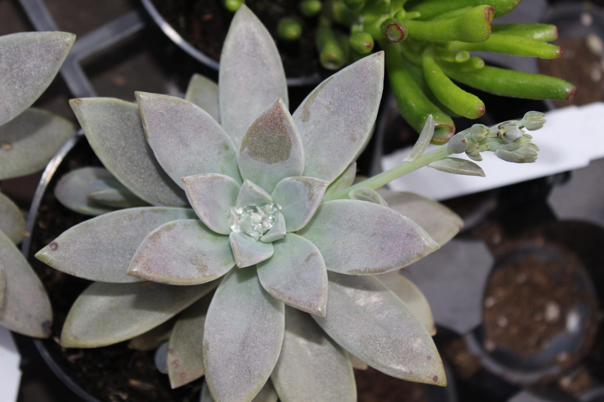 Das Bild zeigt eine Graptoveria-Pflanze in einem Topf. Die Sukkulente hat eine Rosettenform mit dicken, fleischigen Blättern, die in einem bläulichen Grau gefärbt sind. Die Blätter haben leicht rosa Spitzen und eine pudrige Oberfläche, die typisch für viele Sukkulenten ist. Im Zentrum der Rosette ist ein Tropfen Wasser oder ein transparenter Stein sichtbar, der das Licht reflektiert. Ein Blütenstiel ragt aus der Rosette heraus und trägt mehrere kleine Knospen, die kurz vor dem Öffnen stehen. Im Hintergrund sind weitere Pflanzen und Töpfe zu erkennen.