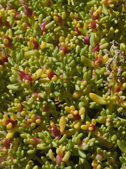 Das Bild zeigt eine Nahaufnahme von Halophytum ameghinoi. Die Pflanze hat dichte, fleischige Blätter, die klein, rundlich und leuchtend grün sind. Einige Blätter haben gelbliche und rötliche Töne. Die Blätter sind dicht aneinander angeordnet. Der Hintergrund zeigt einen natürlichen Untergrund, möglicherweise sandigen oder steinigen Boden.