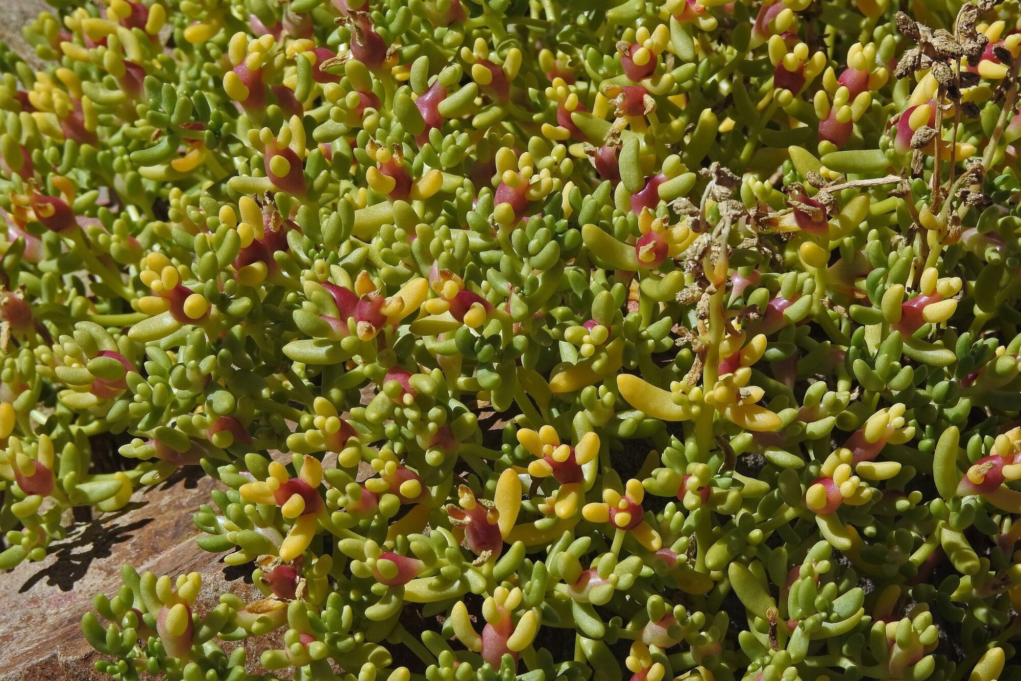 Das Bild zeigt eine Nahaufnahme von Halophytum ameghinoi. Die Pflanze hat dichte, fleischige Blätter, die klein, rundlich und leuchtend grün sind. Einige Blätter haben gelbliche und rötliche Töne. Die Blätter sind dicht aneinander angeordnet. Der Hintergrund zeigt einen natürlichen Untergrund, möglicherweise sandigen oder steinigen Boden.