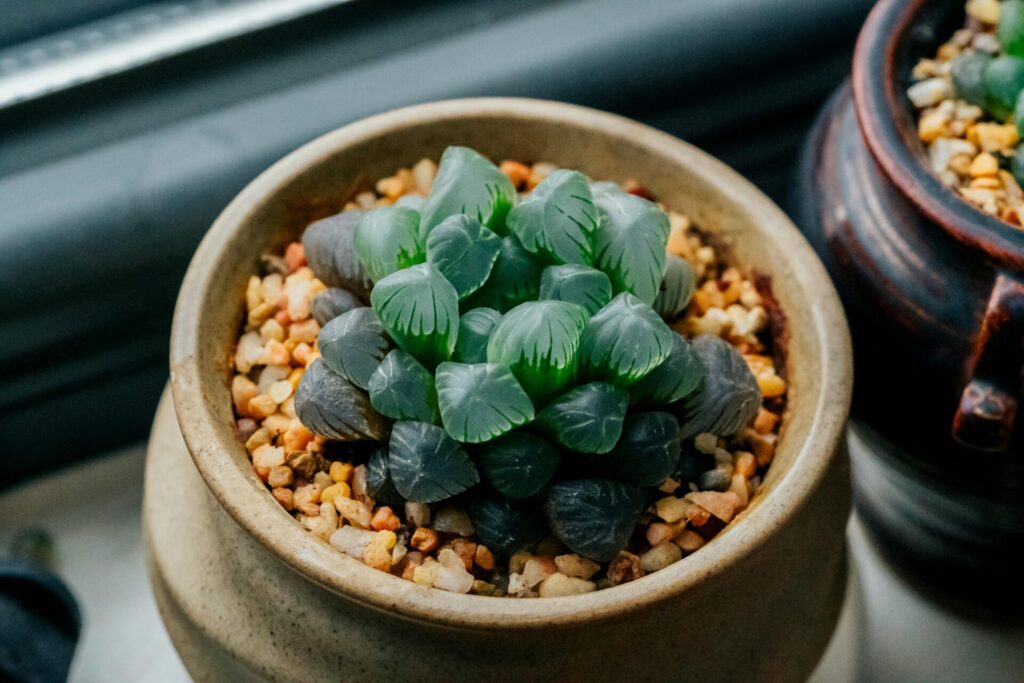 Blattsteckling Das Bild zeigt eine Nahaufnahme einer Haworthia cooperi, einer Sukkulentenart mit durchscheinenden, fleischigen Blättern. Die Pflanze befindet sich in einem kleinen, beigen Blumentopf, der mit grobkörnigem Substrat gefüllt ist, das speziell für Sukkulenten geeignet ist, um eine gute Drainage zu gewährleisten. Die Blätter der Haworthia cooperi sind dicht angeordnet und bilden eine kompakte Rosette. Sie sind hellgrün mit durchscheinenden Spitzen. Die Blätter haben eine glatte Oberfläche und zeigen feine Linien. Im Hintergrund sind weitere Töpfe mit ähnlichen Pflanzen zu sehen.