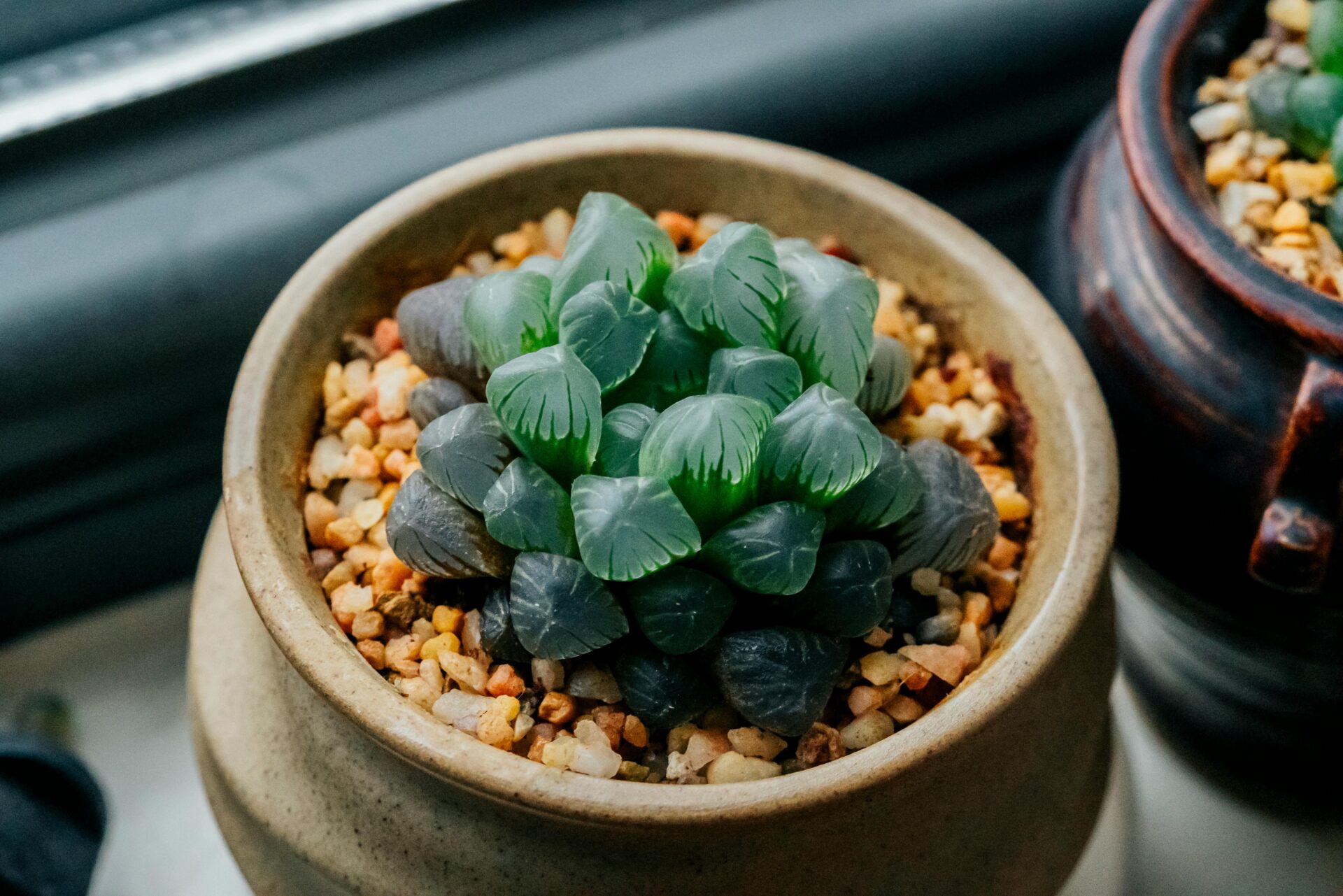 Das Bild zeigt eine Nahaufnahme einer Haworthia cooperi, einer Sukkulentenart mit durchscheinenden, fleischigen Blättern. Die Pflanze befindet sich in einem kleinen, beigen Blumentopf, der mit grobkörnigem Substrat gefüllt ist, das speziell für Sukkulenten geeignet ist, um eine gute Drainage zu gewährleisten. Die Blätter der Haworthia cooperi sind dicht angeordnet und bilden eine kompakte Rosette. Sie sind hellgrün mit durchscheinenden Spitzen. Die Blätter haben eine glatte Oberfläche und zeigen feine Linien. Im Hintergrund sind weitere Töpfe mit ähnlichen Pflanzen zu sehen.