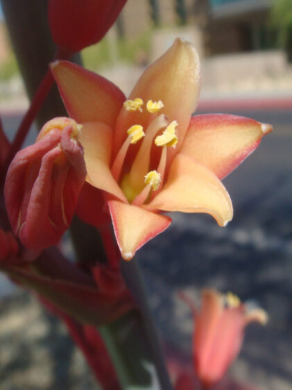 Das Bild zeigt eine Nahaufnahme der Blüten einer Hesperaloe parviflora. Die Blüten sind röhrenförmig und in einem attraktiven Korallenrot bis Orangeton, mit leuchtend gelben Staubgefäßen in der Mitte, die von den inneren Blütenblättern umrahmt werden. Eine Blüte ist prominent im Vordergrund zu sehen, während andere Blüten und Knospen unscharf im Hintergrund erscheinen. Die Blüte hat eine leicht geöffnete Form, die die Staubgefäße und die Innenstruktur der Blume gut zur Geltung bringt. Die Farbe der Blüte reicht von einem zarten Gelb im Inneren bis zu einem intensiveren Korallenrot an den Rändern. Der Hintergrund zeigt eine Straße und einige Gebäude.