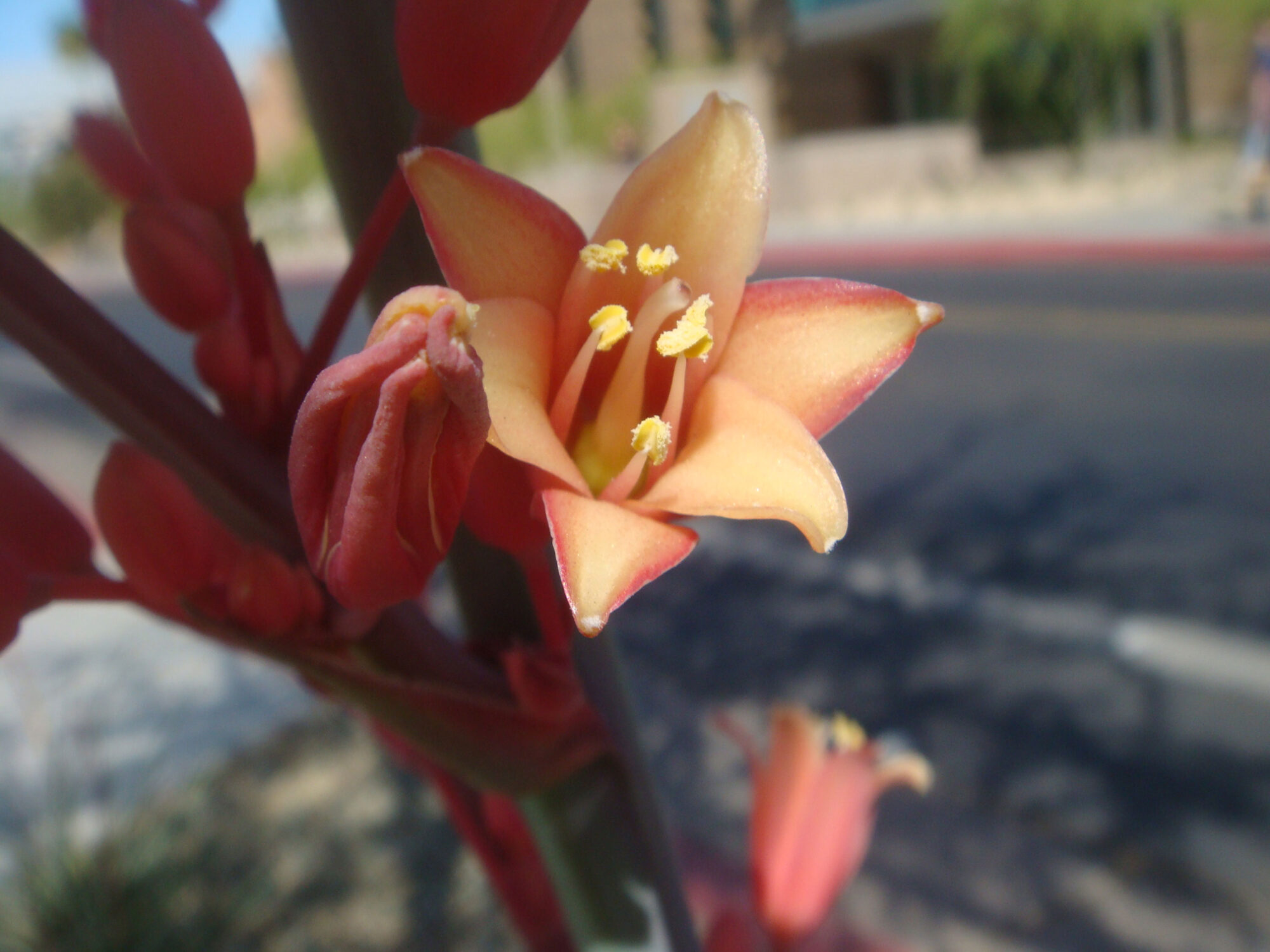 Das Bild zeigt eine Nahaufnahme der Blüten einer Hesperaloe parviflora. Die Blüten sind röhrenförmig und in einem attraktiven Korallenrot bis Orangeton, mit leuchtend gelben Staubgefäßen in der Mitte, die von den inneren Blütenblättern umrahmt werden. Eine Blüte ist prominent im Vordergrund zu sehen, während andere Blüten und Knospen unscharf im Hintergrund erscheinen. Die Blüte hat eine leicht geöffnete Form, die die Staubgefäße und die Innenstruktur der Blume gut zur Geltung bringt. Die Farbe der Blüte reicht von einem zarten Gelb im Inneren bis zu einem intensiveren Korallenrot an den Rändern. Der Hintergrund zeigt eine Straße und einige Gebäude.