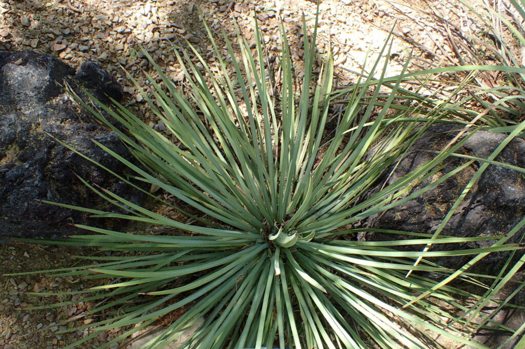 Hesperoyucca whipplei Das Bild zeigt eine Hesperoyucca whipplei, auch bekannt als Chaparral-Yucca oder Our Lord's Candle. Die Pflanze hat lange, schmale, schwertförmige Blätter, die in einer dichten, rosettenförmigen Anordnung aus dem Zentrum heraus wachsen. Die Blätter sind graugrün bis blaugrün gefärbt und haben eine steife, ledrige Textur mit scharfen Spitzen. Die Pflanze wächst in einem felsigen und trockenen Gelände, das typisch für ihren natürlichen Lebensraum ist. Im Hintergrund sind einige größere Steine und ein Boden aus kleinen Kieselsteinen und Sand zu sehen.